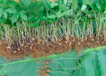 Cây giống sâm ngọc linh