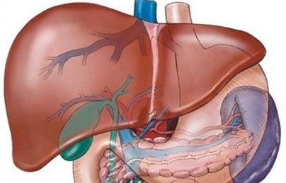 Điều trị dứt điểm viêm gan B nhờ nấm lim xanh Quảng Nam