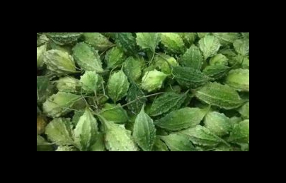 Mướp đắng rừng (Khổ qua rừng) điều trị huyết áp cao, tiểu đường (muop dang)