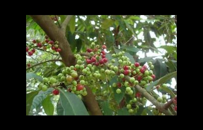 Cây sắn thuyền điều trị vết thương không để lại sẹo cực hay