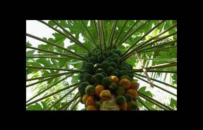 Cây đu đủ – Không chỉ là cây ăn trái, đu đủ còn là một vị thuốc quý