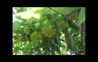Hoa thiên lý (Lá thiên lý) an thần, điều trị lòi dom, sa dạ con