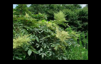 Cây muối: Tin vui cho những bệnh nhân mắc suy thận, thận hư