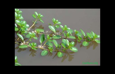 Cây dừa nước điều trị viêm cầu thận, viêm bàng quang, tiểu đục