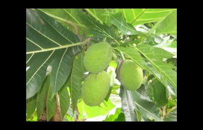 Cây sa kê (xa kê) điều trị bệnh tiểu đường, lợi tiểu, ổn định huyết áp