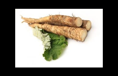 Củ ngưu bàng điều trị tiểu đường, viêm thận cấp hiệu quả