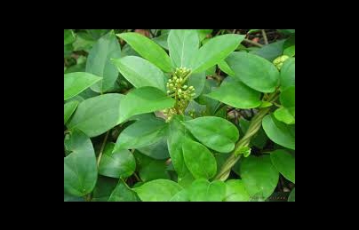 Dây thìa canh cây thuốc giá rẻ nhưng rất tốt cho người bệnh tiểu đường