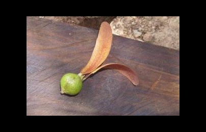 Quả tai thỏ điều trị bệnh suy tim, bệnh khớp đớp tim khá hay