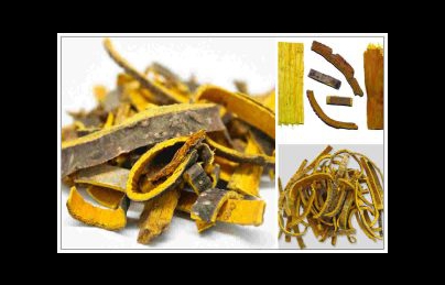 Cây hoàng bá tăng cường chức năng tiêu hóa, điều trị bệnh trĩ