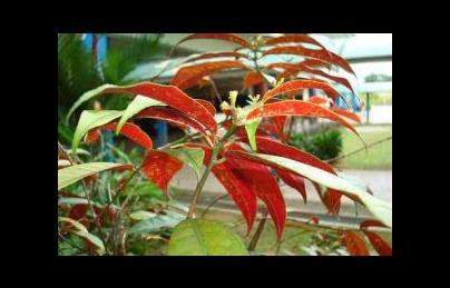 Đơn lá đỏ điều trị mẩn ngứa, tiêu hóa kém, viêm đại tràng (Don la do)