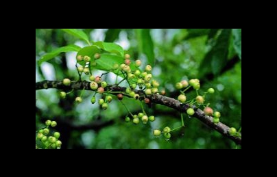 Nụ vối, lá vối điều trị bệnh đường ruột và kích thích tiêu hóa