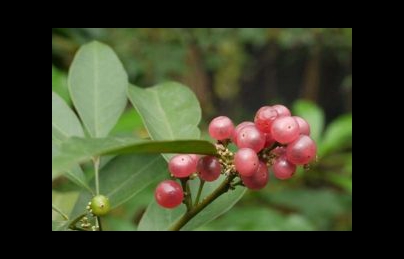 Cây bưởi bung điều trị tiêu hóa kém, vàng da ở phụ nữ sau sinh