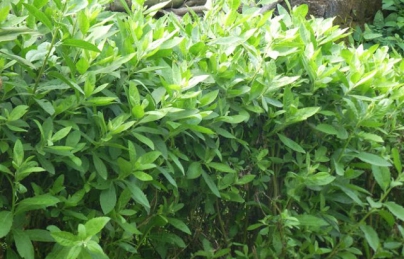 Cây sắn dây (Cát căn) mát bổ, điều trị nóng trong, giải rượu cực hay