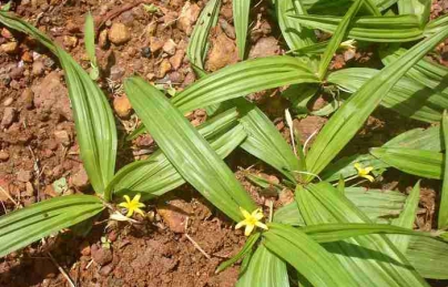 Sâm cau đen (Tiên mao) và hiệu quả điều trị bệnh liệt dương