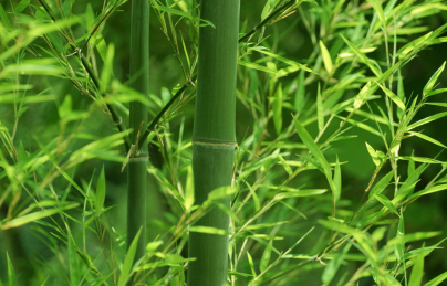 THẦN DƯỢC ĐIỀU TRỊ ĐỘNG KINH MỌC ĐẦY ĐƯỜNG, TIẾC RẰNG NHIỀU NGƯỜI KHÔNG BIẾT