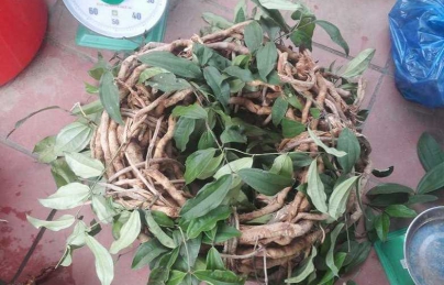 Sâm xuyên đá loài cây có lượng Saponin cao hơn cả sâm Triều Tiên (Sam xuyen da)
