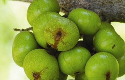Quả sung khô điều trị sỏi mật, thiếu máu, bệnh trĩ, béo phì