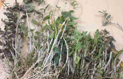 Thạch hộc tía sinh tân dịch, dưỡng thận, bổ khí huyết