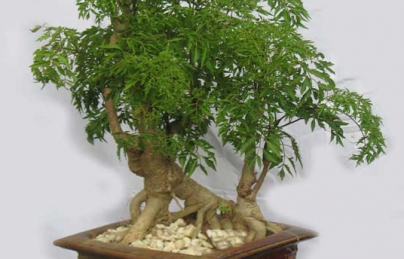 Rễ đinh lăng 5 năm tuổi loại phơi khô chế biến sẵn (Re dinh lang)