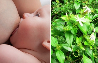 Chè vằng giúp lợi sữa, giảm béo hiệu quả ở phụ nữ sau sinh