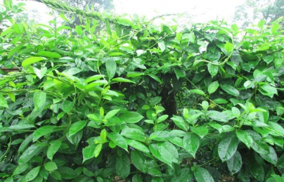 Dây thìa canh hỗ trợ điều trị bệnh tiểu đường (day thia canh)