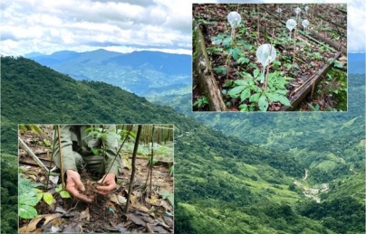 Thống nhất tên gọi cho sâm Ngọc Linh, Lai Châu là...sâm Việt Nam