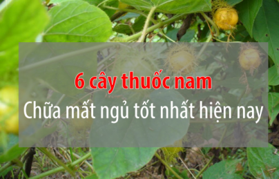 6 cây thuốc nam trị mất ngủ tốt nhất hiện nay