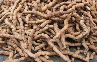 Ba kích Tím (loại tươi Nguyên củ)