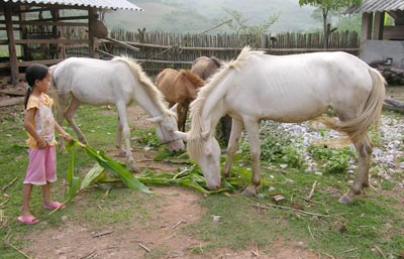Cao ngựa bạch Quảng Nam nguyên chất