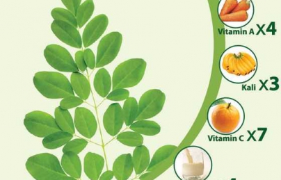 Cây chùm ngây vị thuốc giàu dinh dưỡng