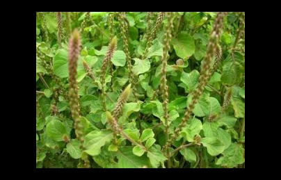 Cây cỏ xước – Giá bán: 120.000đ