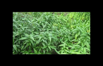 Cây hoàn ngọc (hay cây xuân hoa)