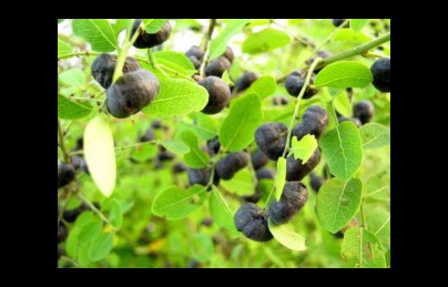 Cây mực – phèn đen vị thuốc điều trị suy thận