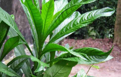 Cây xương sông điều trị ho, viêm phế quản ở trẻ nhỏ