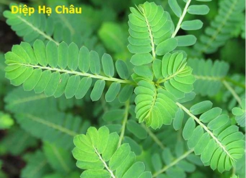 Diệp hạ châu – Cây chó đẻ răng cưa (cay cho de)