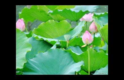 Lá sen khô giảm béo hiệu quả