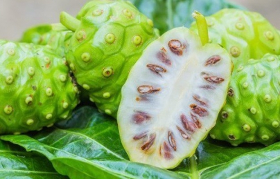 Quả nhàu điều trị tiểu đường, đau nhức xương khớp