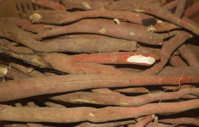 Sâm Cau đỏ (tiên mao) bổ thận tráng dương CỰC MẠNH