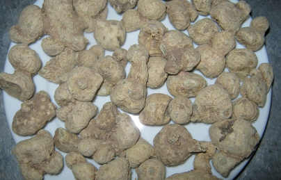 Tam thất nam, tam thất gừng