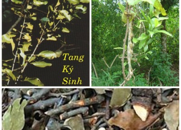Tang ký sinh 