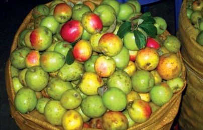 Táo Mèo, Sơn tra tốt cho tiêu hóa