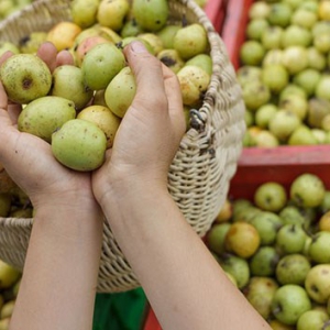 Táo mèo  Tây Bắc