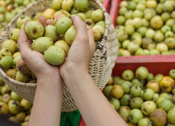 Táo mèo  Tây Bắc