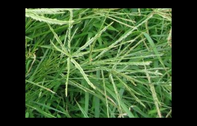 Thật bất ngờ về công dụng của cây cỏ mần trầu