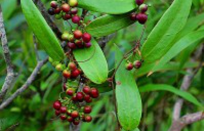 Thổ phục linh hay củ Khúc Khắc