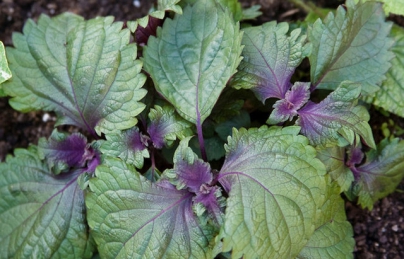 Chữa khỏi bệnh gút không ngờ bằng bài thuốc lá cây cực đơn giản Chữa khỏi bệnh gút không ngờ bằng bài thuốc lá cây cực đơn giản