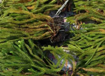 Cây thông đất điều trị bệnh Alzheimer, phục hồi trí nhớ, sa sút trí tuệ (dat) Cây thông đất điều trị bệnh Alzheimer, phục hồi trí nhớ, sa sút trí tuệ (dat)