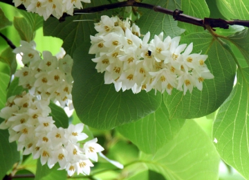 Cây an tức hương và hiệu quả điều trị bệnh động kinh Cây an tức hương và hiệu quả điều trị bệnh động kinh