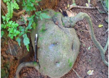 Củ bình vôi vị thuốc quý an thần, điều trị bệnh mất ngủ Củ bình vôi vị thuốc quý an thần, điều trị bệnh mất ngủ