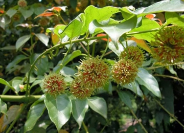 Cây câu đằng vị thuốc cho người bệnh động kinh (cau dang) Cây câu đằng vị thuốc cho người bệnh động kinh (cau dang)